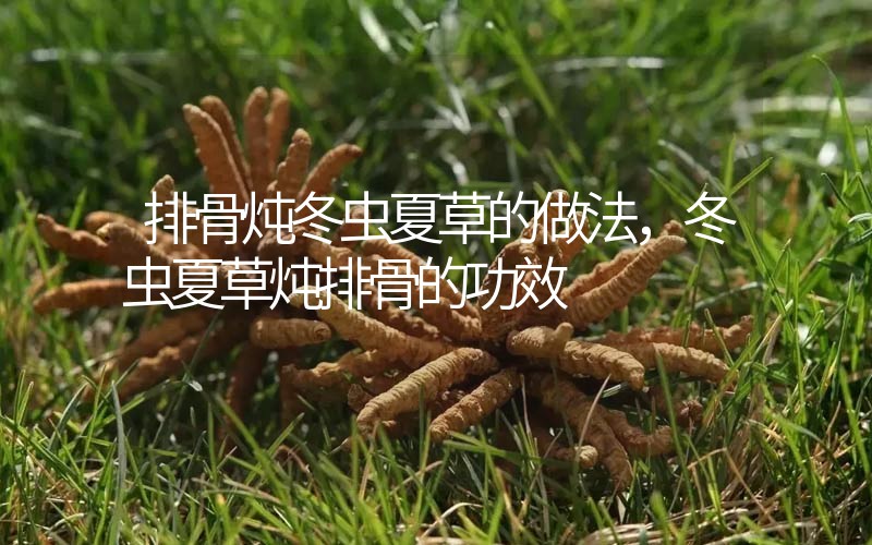 排骨燉冬蟲夏草的做法，冬蟲夏草燉排骨的作用