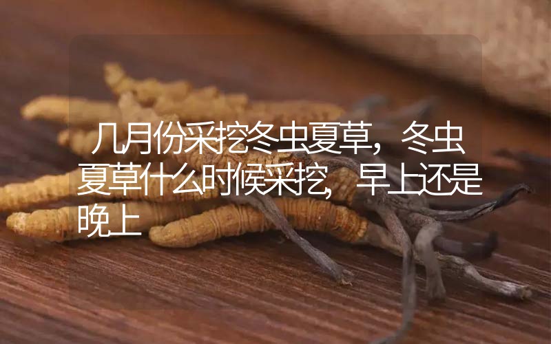 幾月份采挖冬蟲夏草，冬蟲夏草什么時(shí)候采挖,早上還是晚上