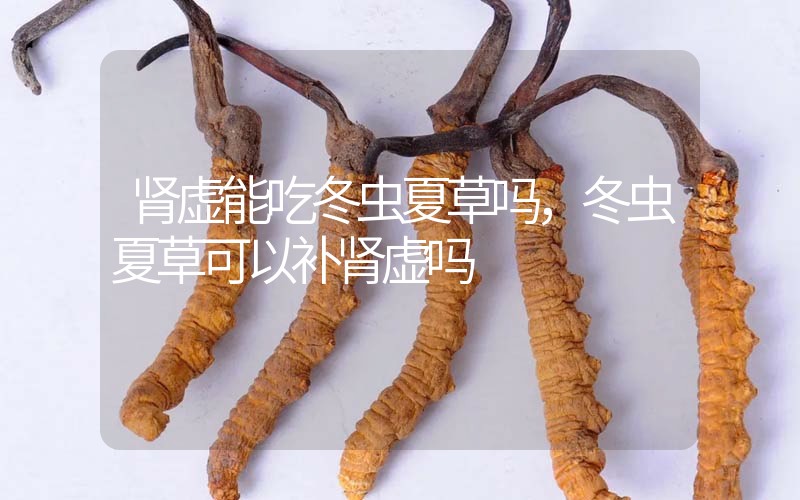 腎虛能吃冬蟲(chóng)夏草嗎，冬蟲(chóng)夏草可以補(bǔ)腎虛嗎？
