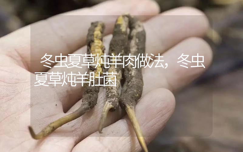 冬蟲夏草燉羊肉做法，冬蟲夏草燉羊肚菌