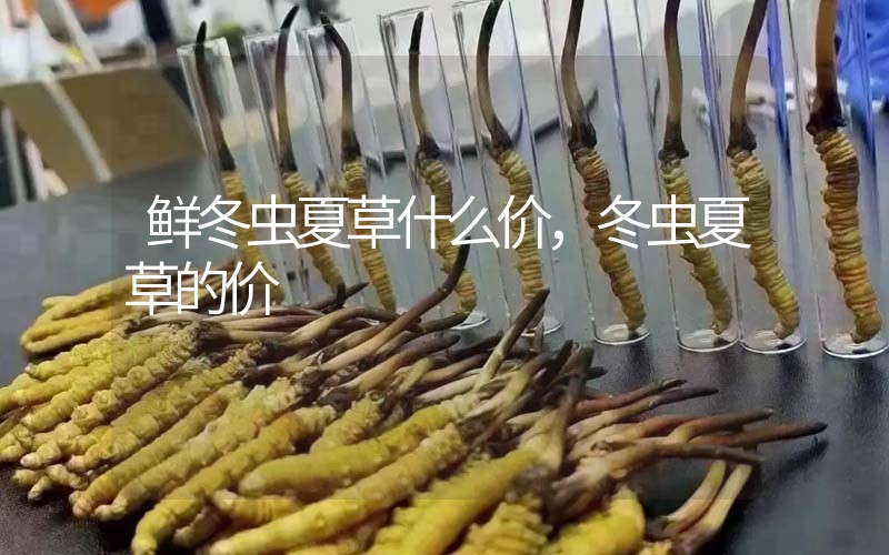 鮮冬蟲夏草什么價，冬蟲夏草的價格