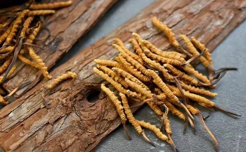 冬蟲(chóng)夏草多少錢(qián)一克，哪個(gè)地區(qū)的質(zhì)量比較可靠呢