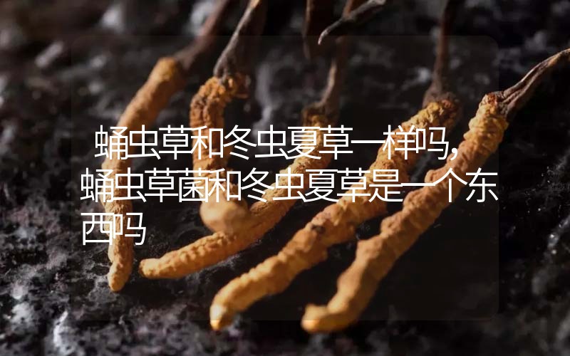 蛹蟲草和冬蟲夏草一樣嗎?，蛹蟲草菌和冬蟲夏草是一個(gè)東西嗎