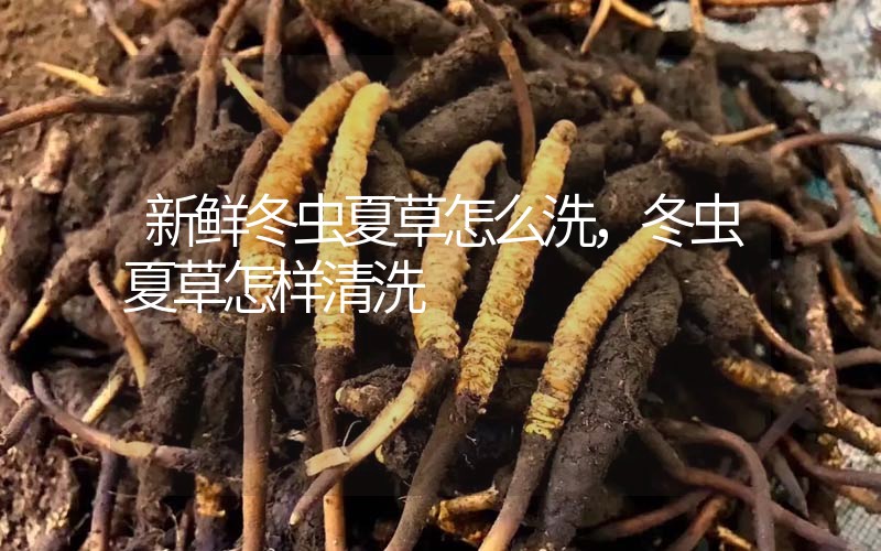 新鮮冬蟲夏草怎么洗，冬蟲夏草怎樣清洗