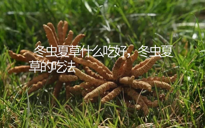 冬蟲夏草什么吃好，冬蟲夏草的吃法