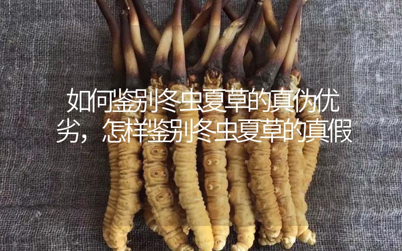 如何鑒別冬蟲夏草的真?zhèn)蝺?yōu)劣，怎樣鑒別冬蟲夏草的真假