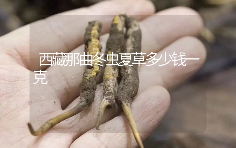 西藏那曲冬蟲(chóng)夏草多少錢(qián)一克？