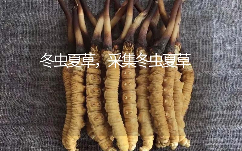 冬蟲夏草采挖時(shí)間，什么時(shí)候采集冬蟲夏草