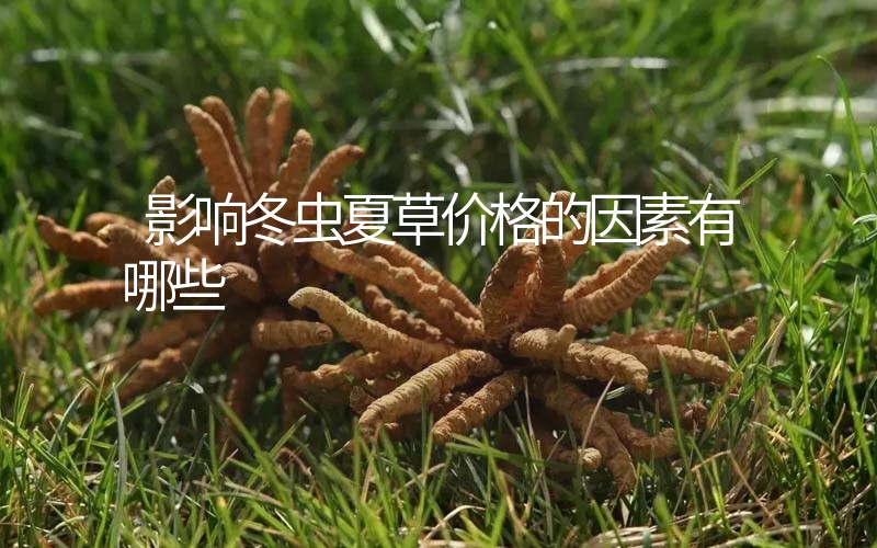 影響冬蟲夏草價(jià)格的因素有哪些？