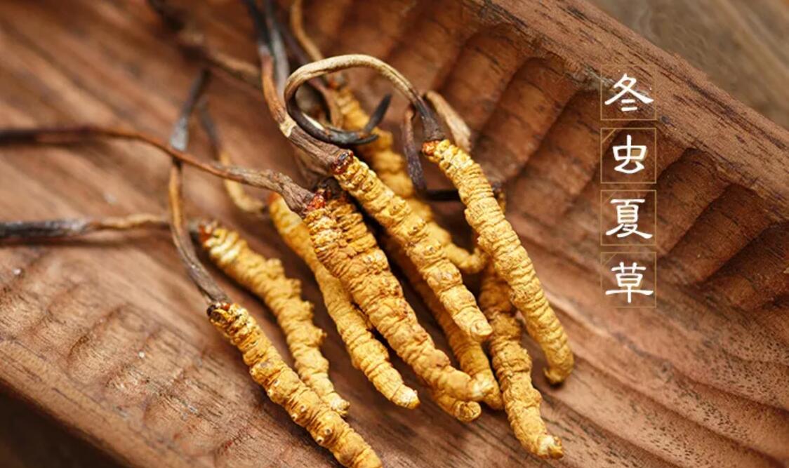 冬蟲夏草有什么藥用價值？冬蟲夏草作用與效果
