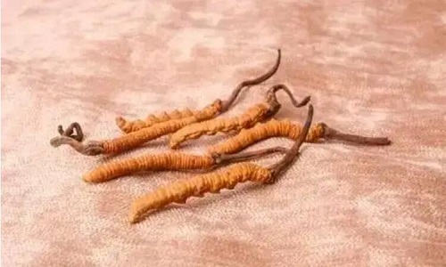 哪個產地的冬蟲夏草營養(yǎng)價值高,哪里的蟲草更好？
