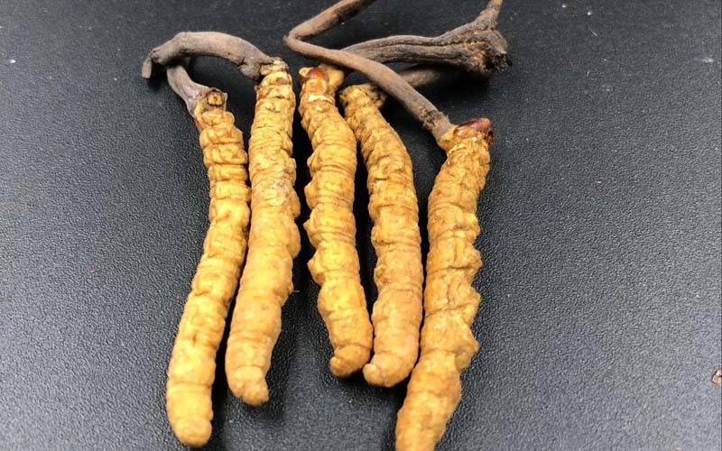 影響冬蟲夏草的價(jià)格因素有哪些？