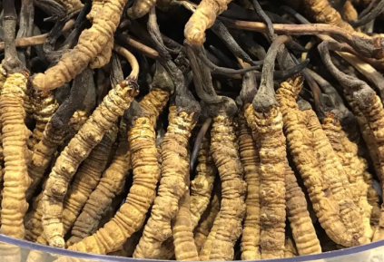 吃冬蟲夏草會(huì)出現(xiàn)過敏情況嗎？冬蟲夏草適合什么人吃？