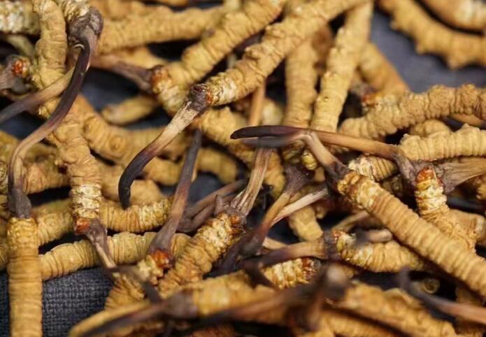 什么樣的冬蟲夏草不能買？