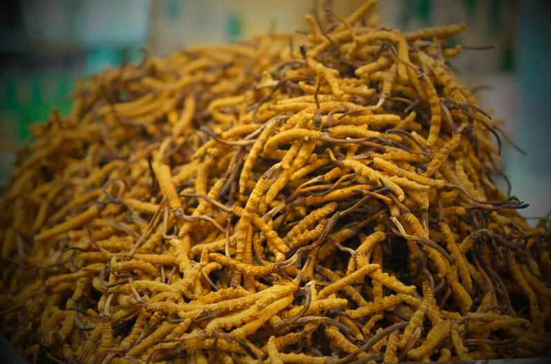 冬蟲夏草的產(chǎn)量為何一年不如一年呢？