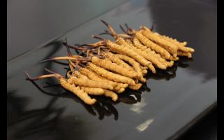 新鮮冬蟲夏草有什么優(yōu)勢？