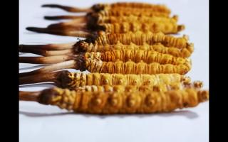 冬蟲(chóng)夏草粉和冬蟲(chóng)夏草含片的區(qū)別？
