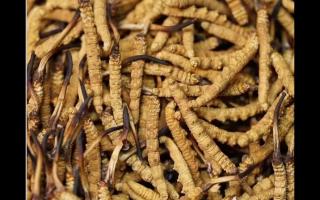 食用冬蟲夏草不能忽視量效關系？