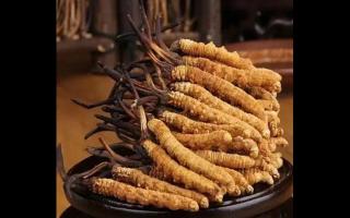如何保留新鮮冬蟲(chóng)夏草的營(yíng)養(yǎng)成分？