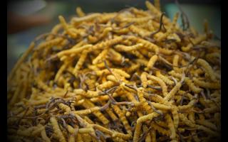 全國十大冬蟲夏草產(chǎn)地揭秘，你知道幾個(gè)？