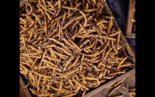 了解一下：冬蟲夏草的產(chǎn)地和采摘方式！