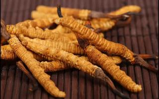 人工培育冬蟲(chóng)夏草有哪些技術(shù)？