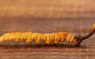 冬蟲(chóng)夏草斷草和完整的有什么區(qū)別？