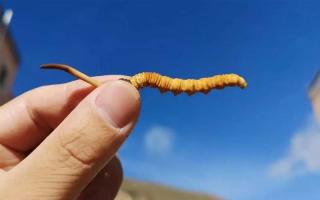 野生的冬蟲夏草和人工種植有何不同？