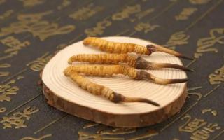 新鮮的冬蟲夏草可以存放多長時(shí)間？