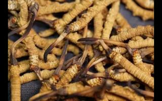 消費(fèi)者如何買到真正產(chǎn)地的冬蟲(chóng)夏草！