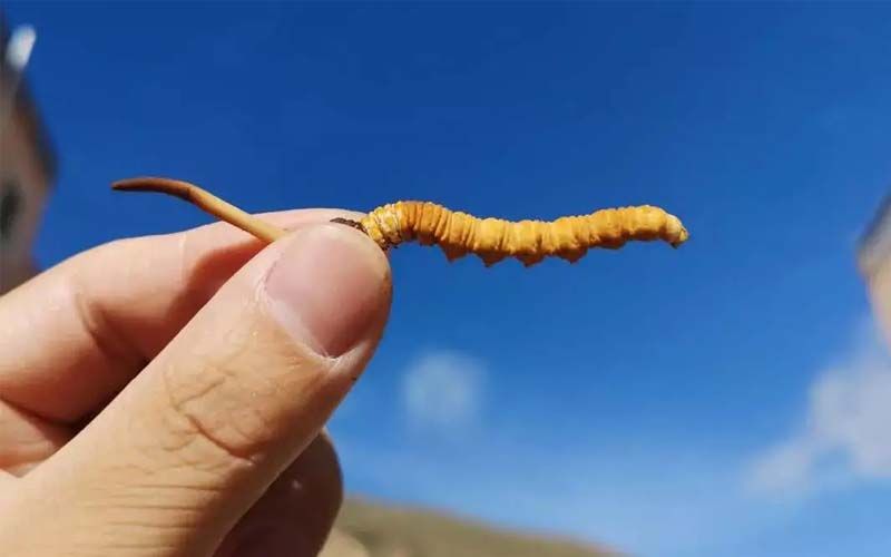 如何妥善保存新鮮的冬蟲夏草和干燥蟲草？