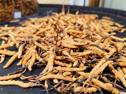 冬蟲(chóng)夏草和黑金剛西瓜搭配的吃法