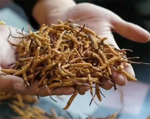 新鮮冬蟲(chóng)夏草怎么吃(新鮮冬蟲(chóng)常見(jiàn)的4種吃法)