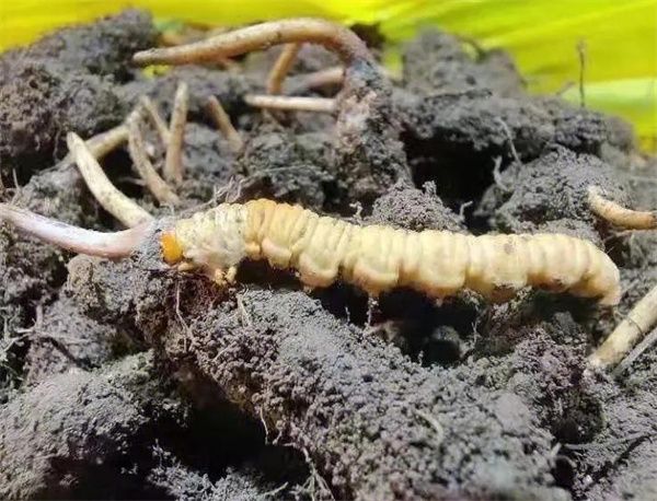 尋找高質量的冬蟲夏草產地：哪里的冬蟲夏草最好？