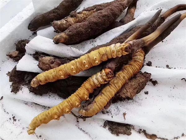 冬蟲夏草和牛蒡搭配一起的5種吃法