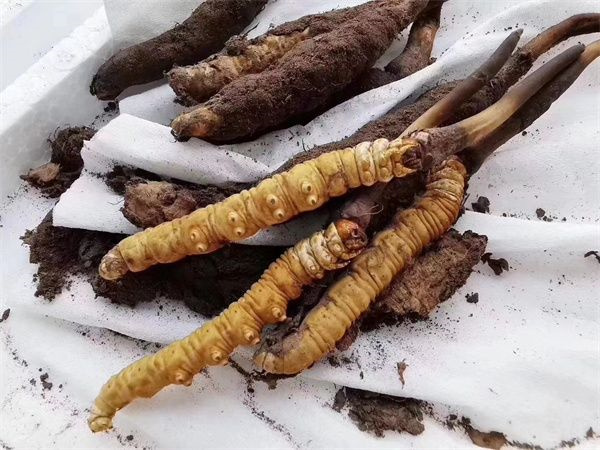 冬蟲夏草哪里的最好 盤點3個高品質的冬蟲夏草產地