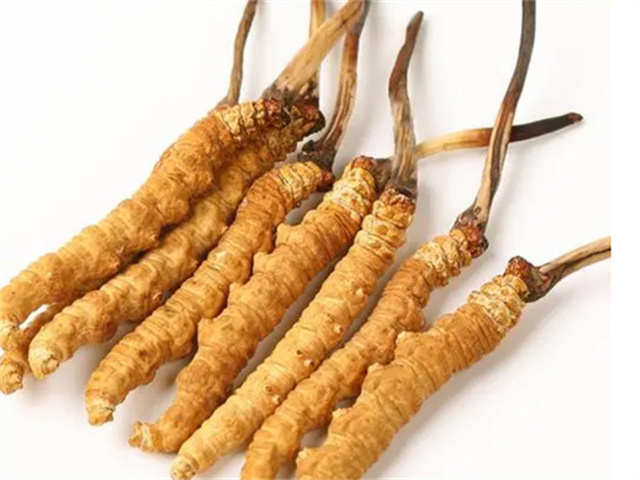 冬蟲(chóng)夏草燉肉補(bǔ)什么？冬蟲(chóng)夏草燉肉吃的4個(gè)好處