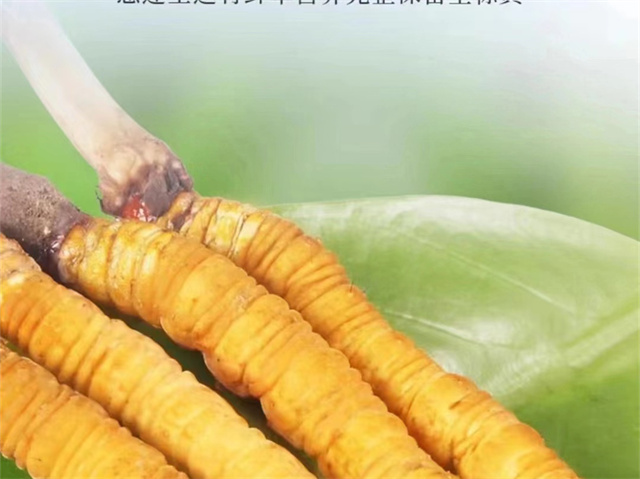 冬蟲夏草怎么吃可以防癌？冬蟲夏草的3種防癌食用方法