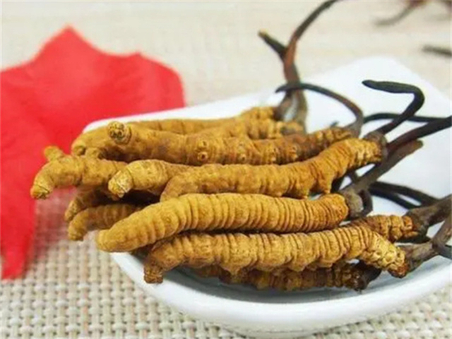 冬蟲(chóng)夏草怎么食用？冬蟲(chóng)夏草的4種食用方法