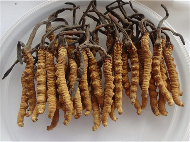 曬干之后的冬蟲夏草怎么吃？干冬蟲夏草的3種食用方法