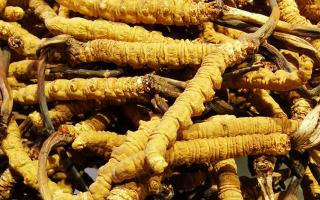 冬蟲夏草是什么味道？揭秘“軟黃金”的獨(dú)特風(fēng)味