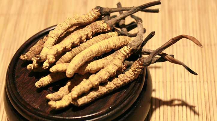 冬蟲夏草的價格一克：為何如此昂貴？