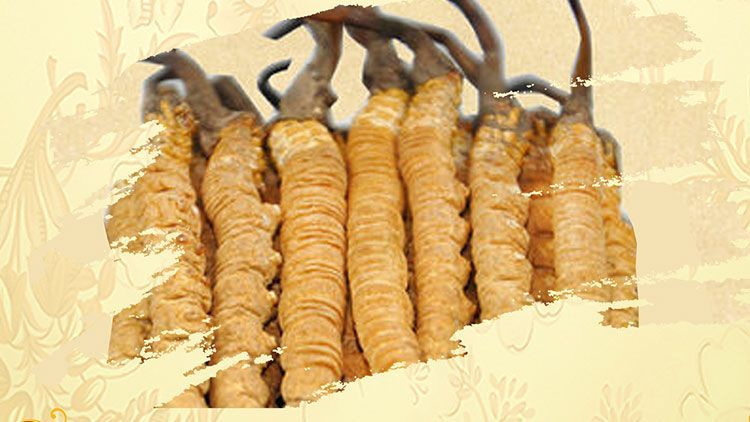 冬蟲夏草御寒效果好嗎？科學(xué)解讀其抗寒機(jī)制