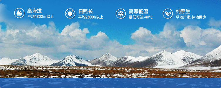 為什么說(shuō)西藏那曲的冬蟲(chóng)夏草，是品質(zhì)最好的蟲(chóng)草！