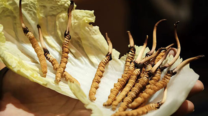 冬蟲(chóng)夏草：干草與鮮草的終極對(duì)比，哪種更適合你？