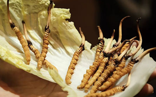 冬蟲(chóng)夏草：干草與鮮草的終極對(duì)比，哪種更適合你？