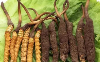 新鮮冬蟲(chóng)夏草能燉湯嗎？