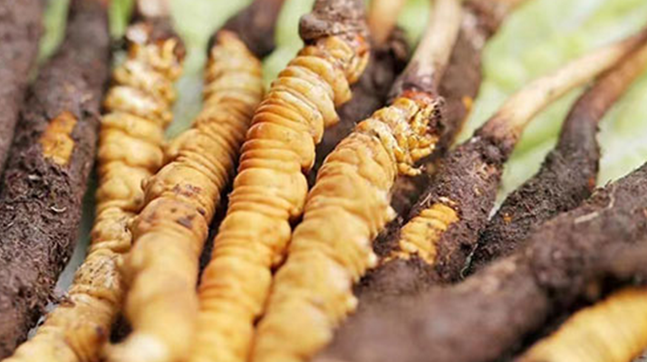 冬蟲(chóng)夏草：曬干食用還是鮮食更優(yōu)？