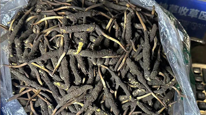 冬蟲夏草可以吃鮮的嗎？一文為你揭秘