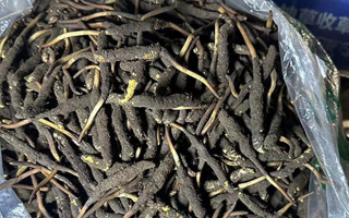 冬蟲夏草可以吃鮮的嗎？一文為你揭秘